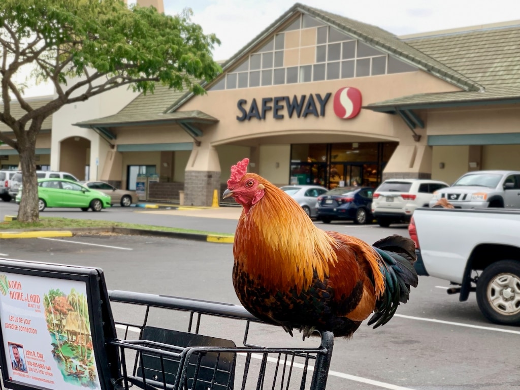 Heihei the cart attendant
